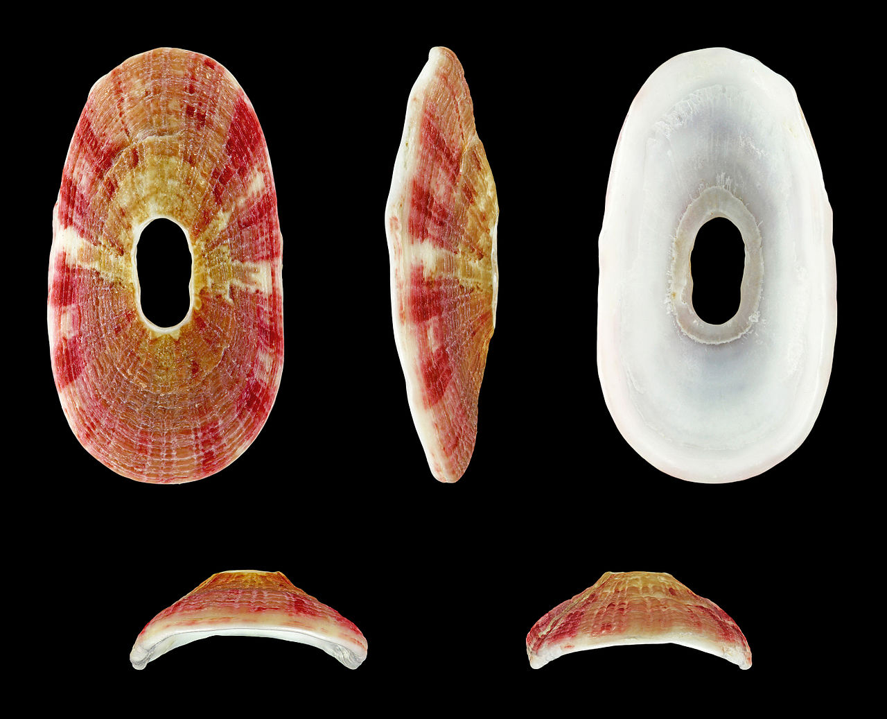 Foto fra Sør-Afrika – Amblychilepas platyactis 01
