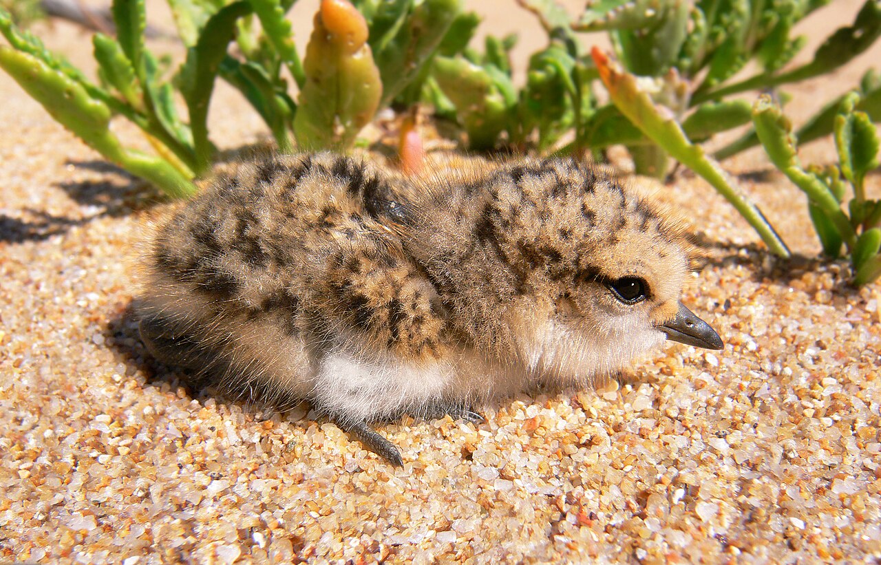 Foto fra Australia – Red-capped plover chick444