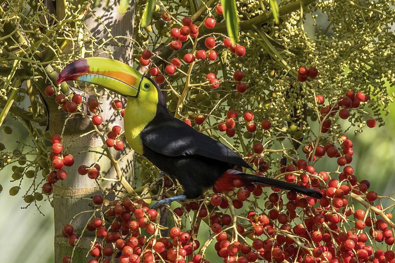 Foto fra Belize: Keel-billed toucan (Ramphastos sulfuratus sulfuratus) on foxtail palm (Wodyetia 